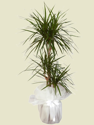 Tropik Marginata Tricolor 2 li