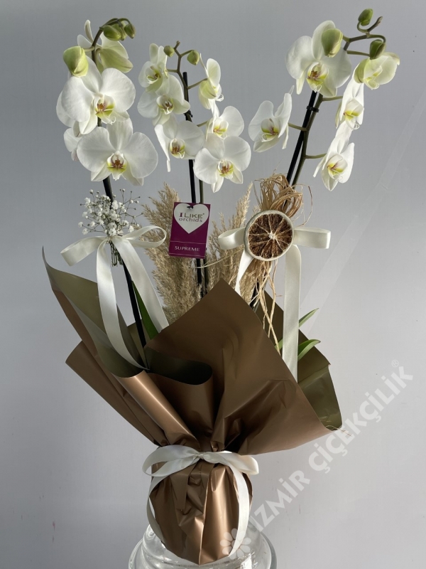 3 Dal Beyaz Orkide