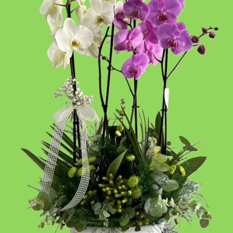 Lila ve Beyazın Muhtesem Uyumu