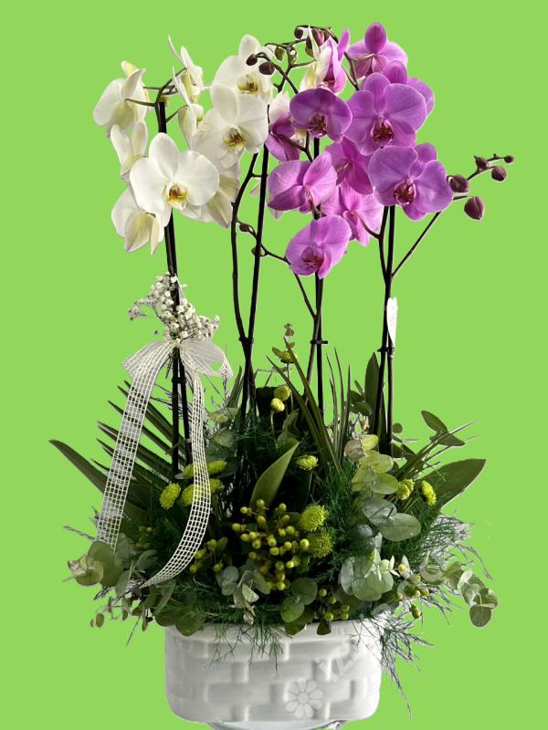 Lila ve Beyazın Muhtesem Uyumu