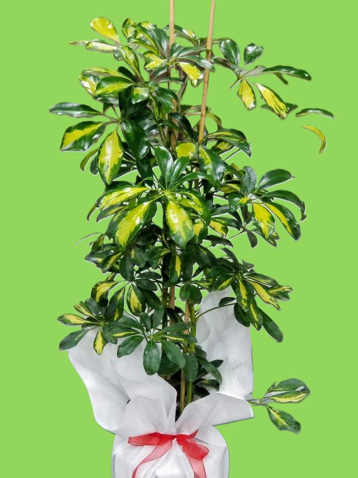 Büyük Boy Şeflara Bitkisi