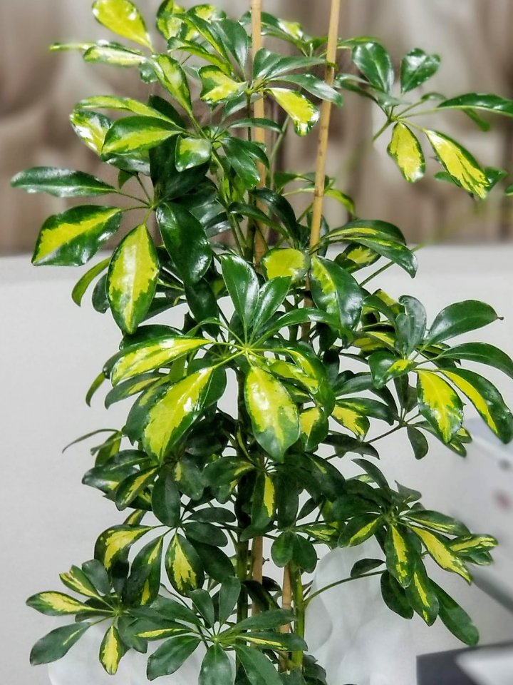 Büyük Boy Şeflara Bitkisi