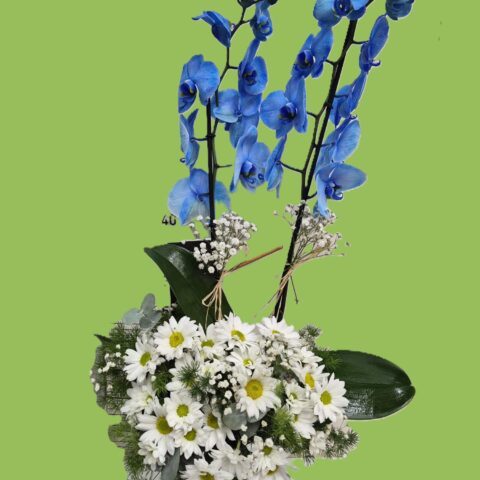 Mavi Orkide ve Beyaz Papatya