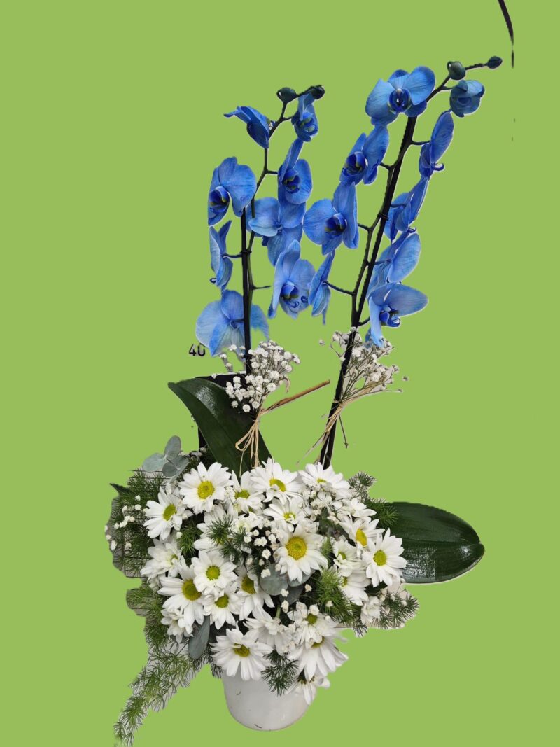 Mavi Orkide ve Beyaz Papatya