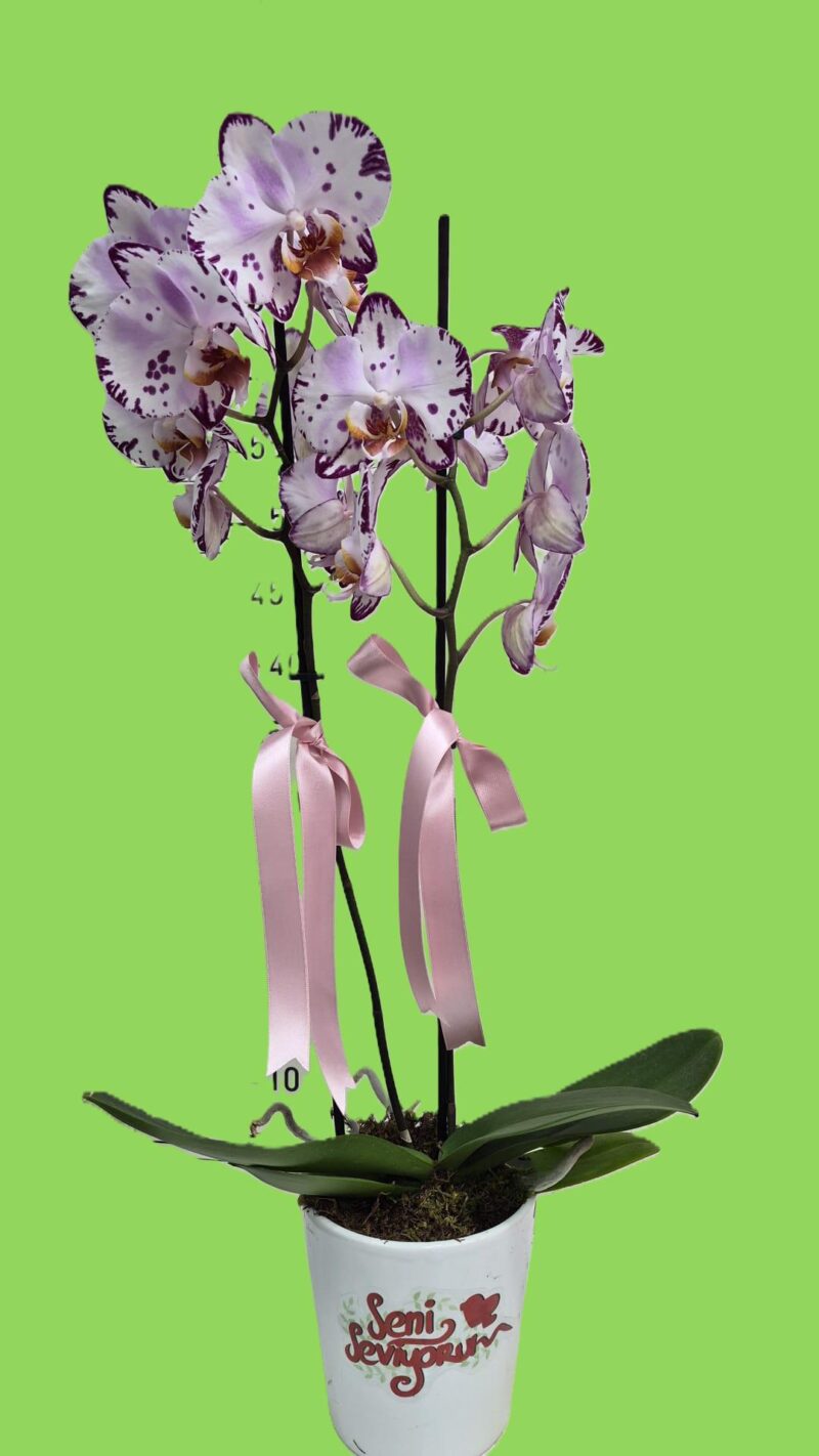 Kırçıllı Orkide