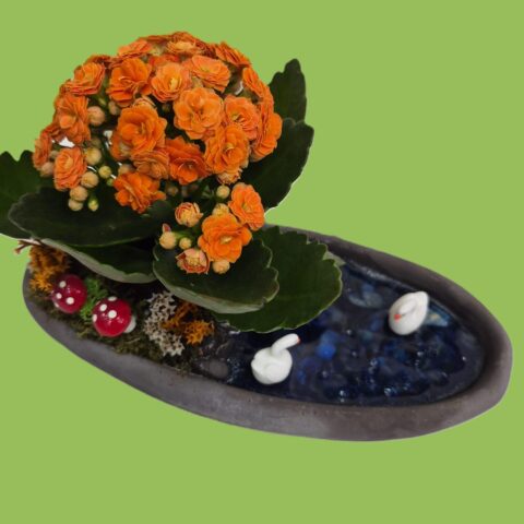 Kayık Saksıda Teraryum