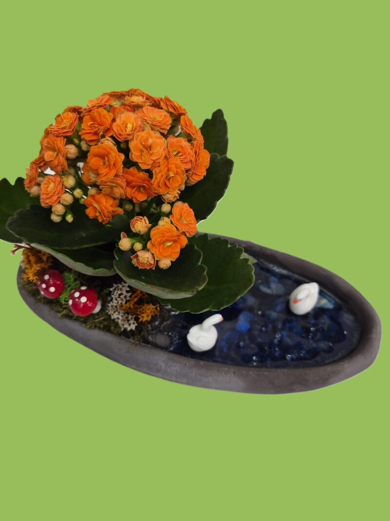 Kayık Saksıda Teraryum