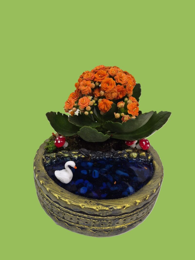 Ring Saksıda Teraryum