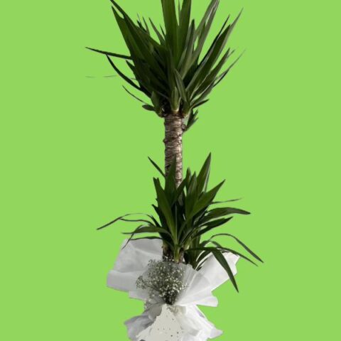 2 li Yucca