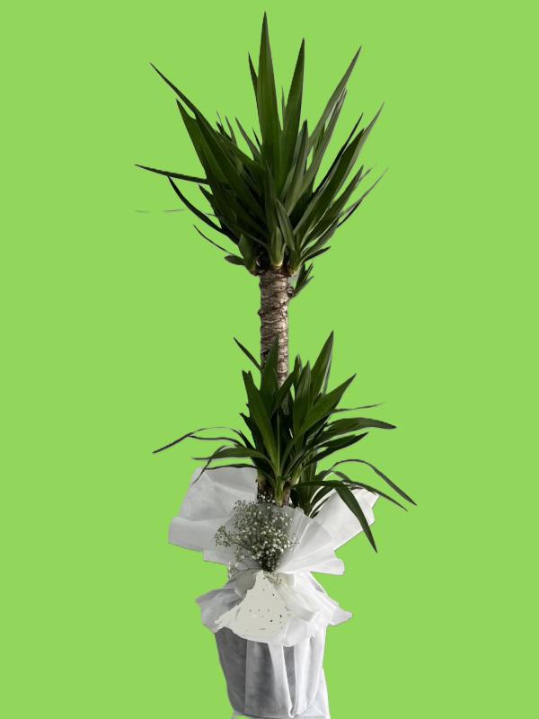 2 li Yucca