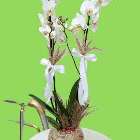 Fanusta Beyaz Orkide