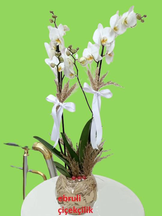 Fanusta Beyaz Orkide