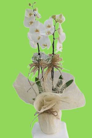 Beyaz Çift Dal Orkide