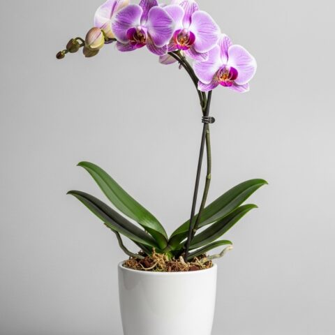 Klasik Orkide Aranjman #003