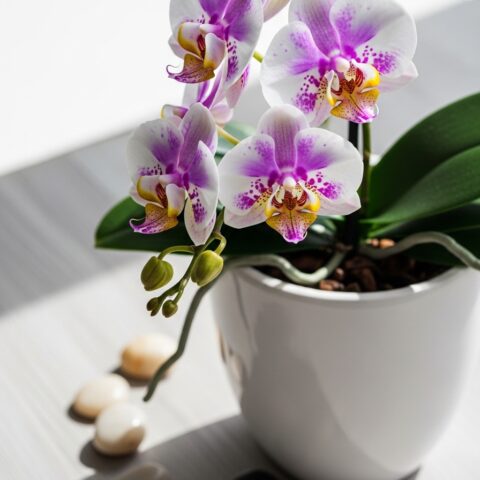 Lüks Orkide Aranjmanı #004