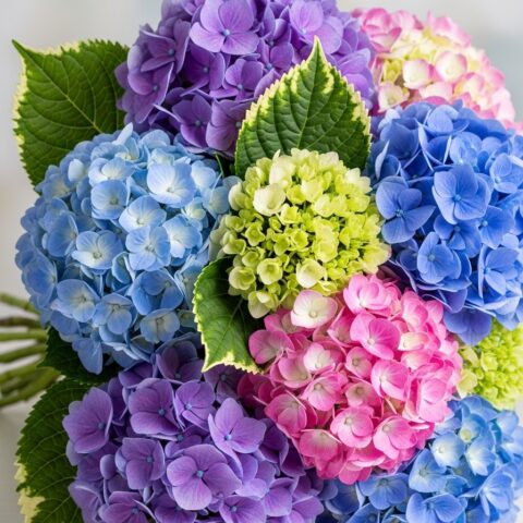 Romantik Ortanca Aranjman #006