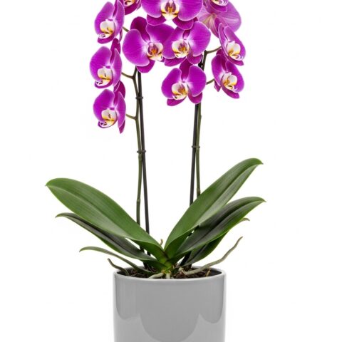 Premium Orkide Buketi #007