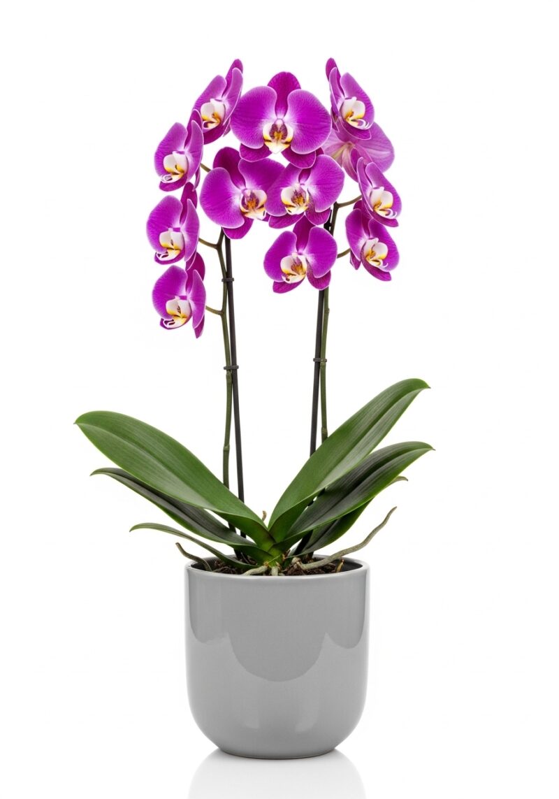 Premium Orkide Buketi #007