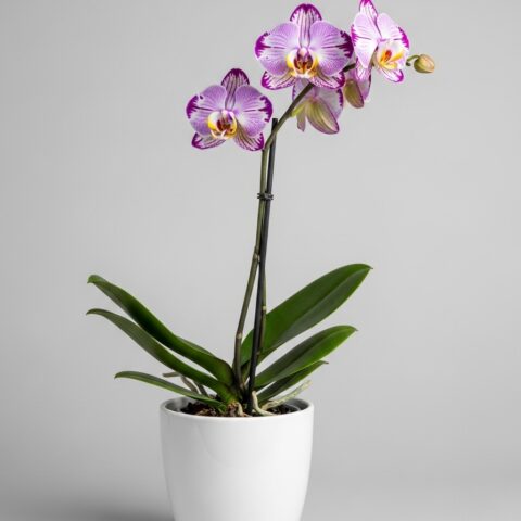 Orkide Aranjmanı #008
