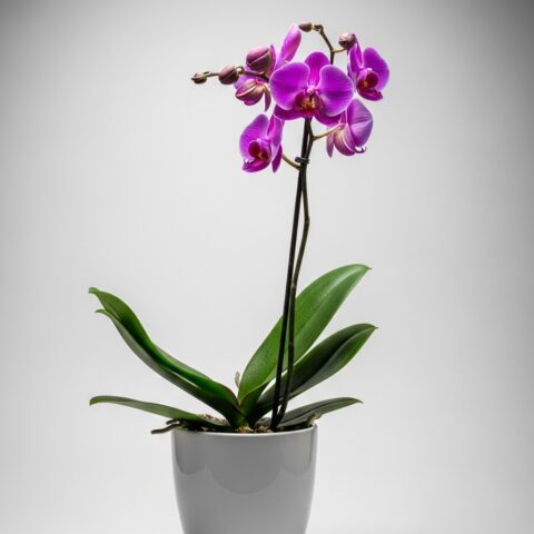 El Yapımı Orkide Kompozisyonu #009