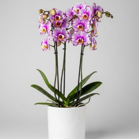 Klasik Orkide Çiçek Tasarımı #010