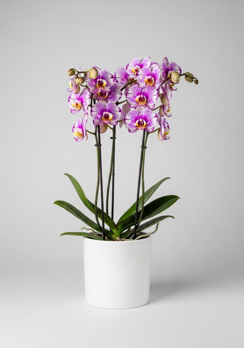 Klasik Orkide Çiçek Tasarımı #010