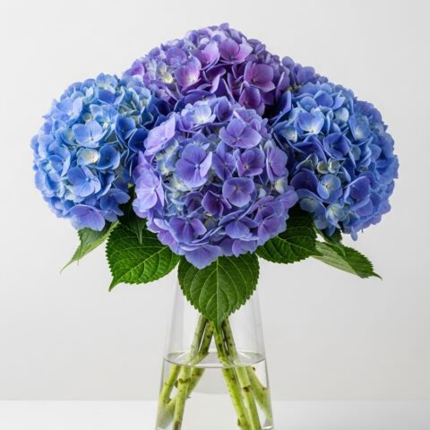 Klasik Ortanca Kompozisyonu #013