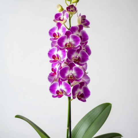 Premium Orkide Çiçek Tasarımı #014