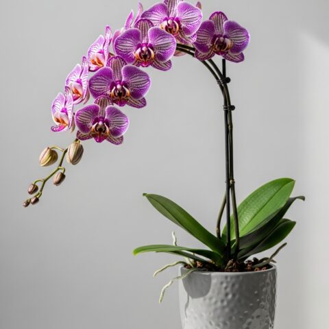 Özel Orkide Aranjman #015