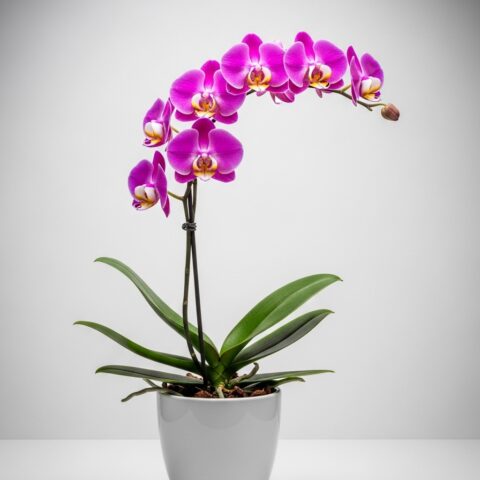 Lüks Orkide Aranjman #016
