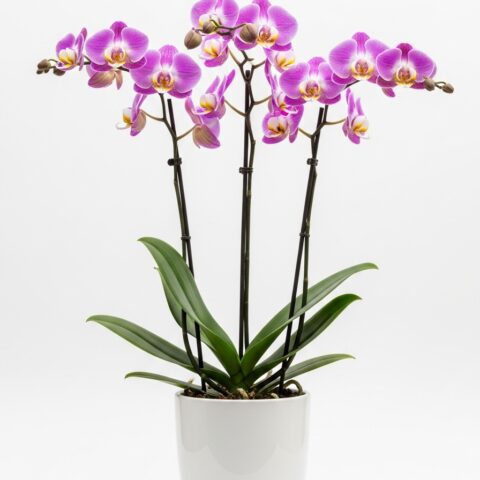 El Yapımı Orkide Çiçek Tasarımı #017