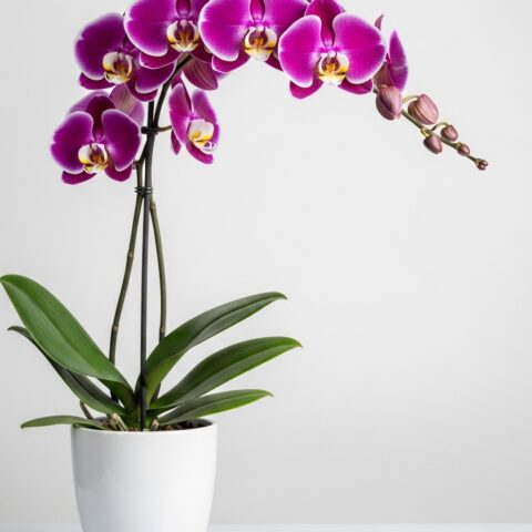Orkide Kompozisyonu #020