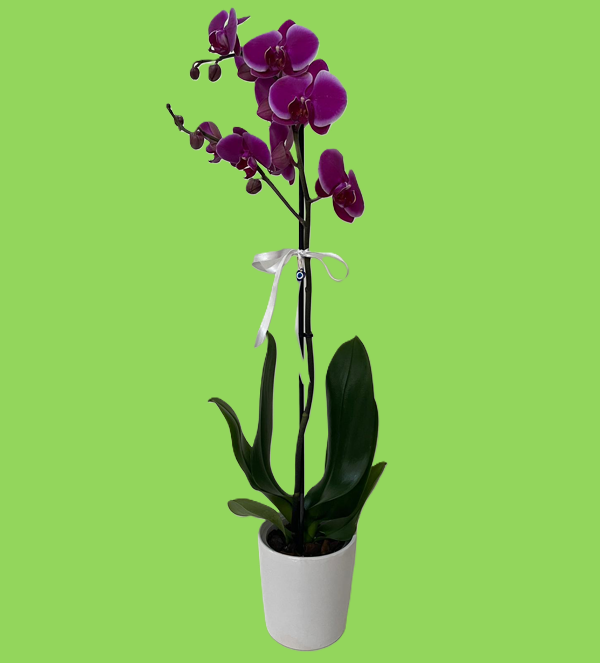 Tekli Mor Orkide